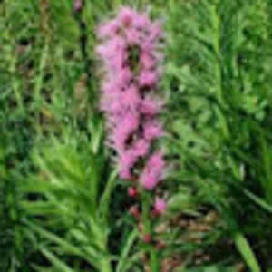 Meet your Posher, Prisca